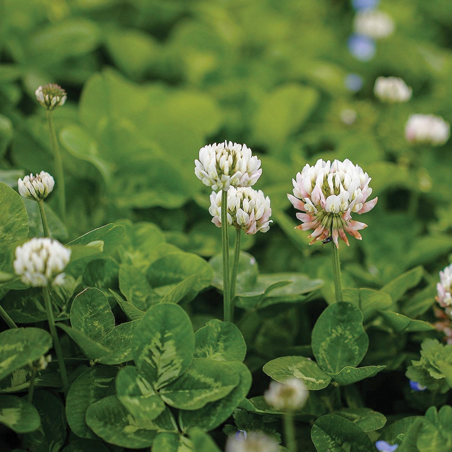 White Dutch Clover - Blessings Grow Meadows