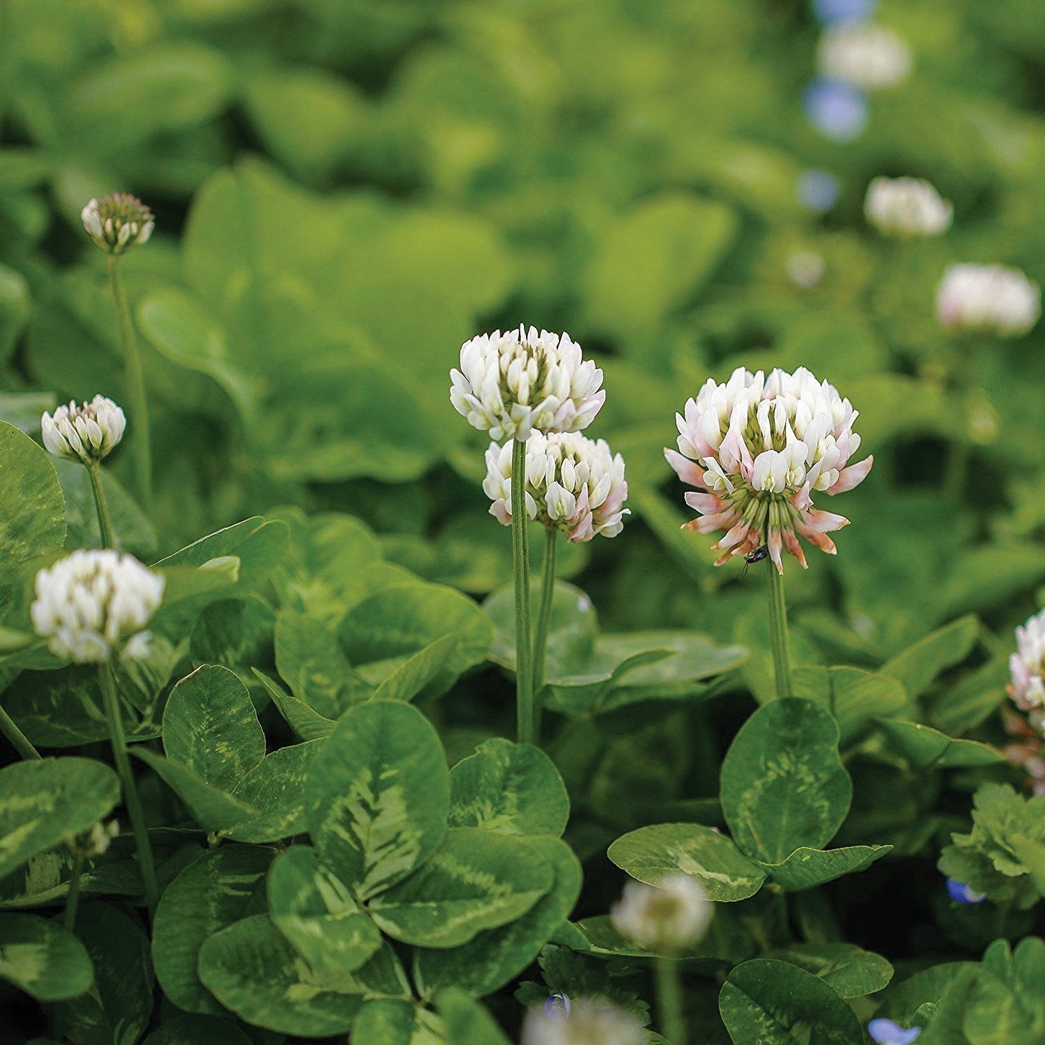 White Dutch Clover - Blessings Grow Meadows