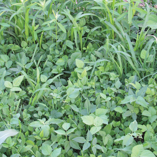 Cover Crop Mix - Blessings Grow Meadows