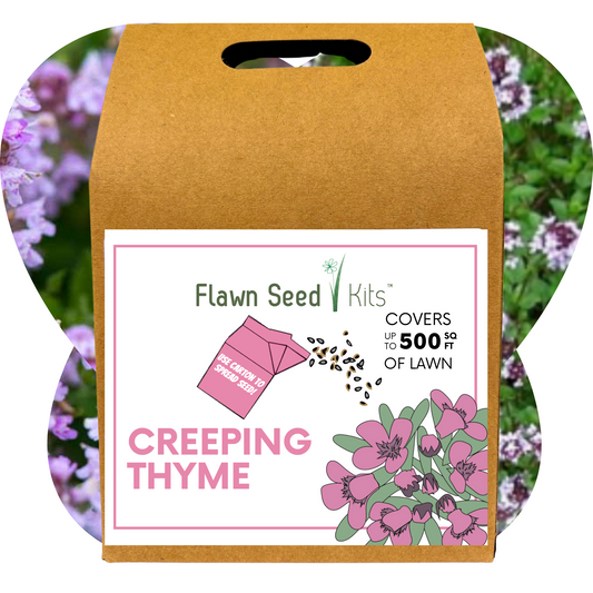 Creeping Thyme Eco-Friendly Seeding Kit - Blessings Grow Meadows