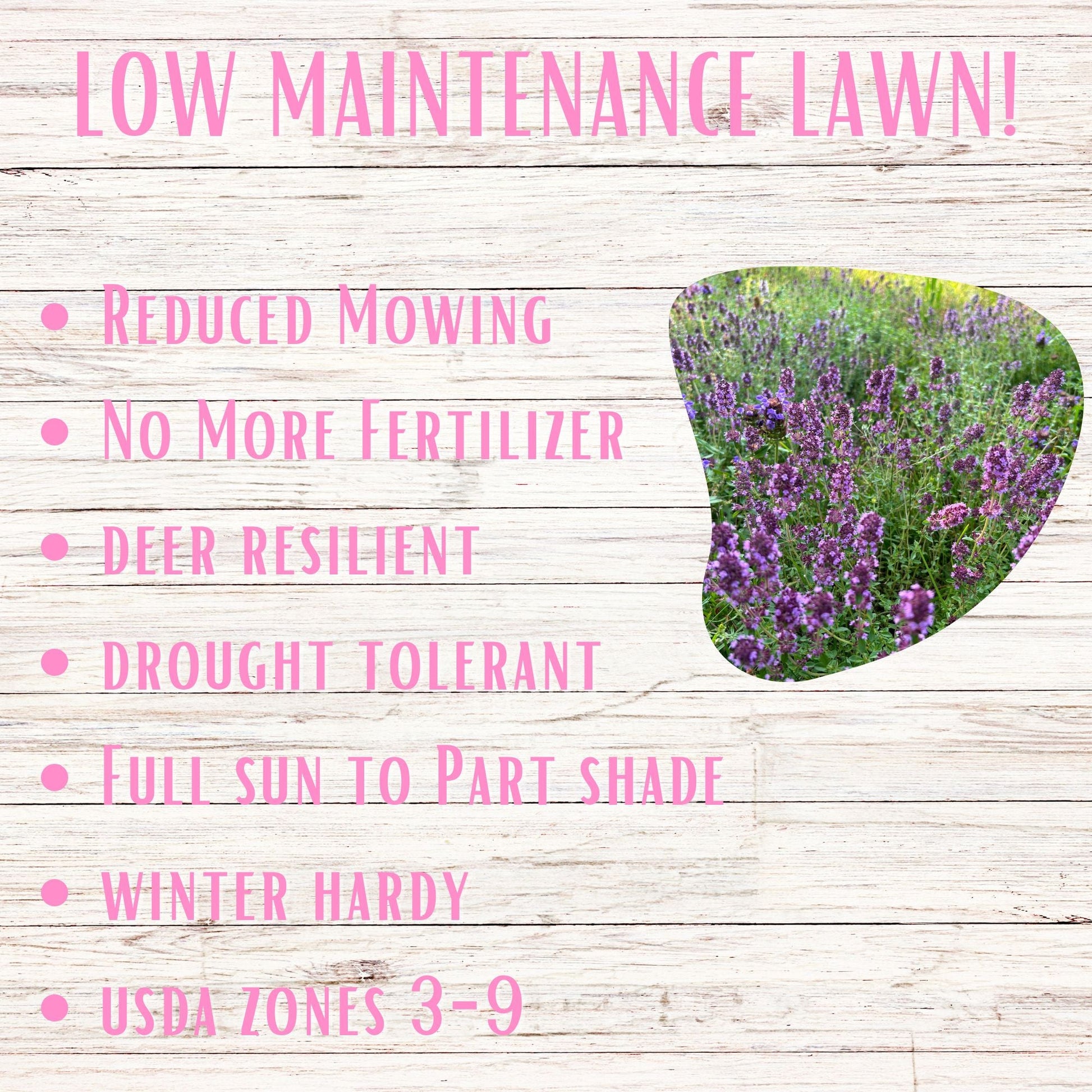 Creeping Thyme Eco-Friendly Seeding Kit - Blessings Grow Meadows