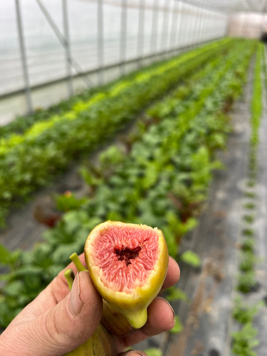 Fresh C's Red Heirloom Fig from The Farm On Central, showing vibrant red skin and ripe, juicy interior.
