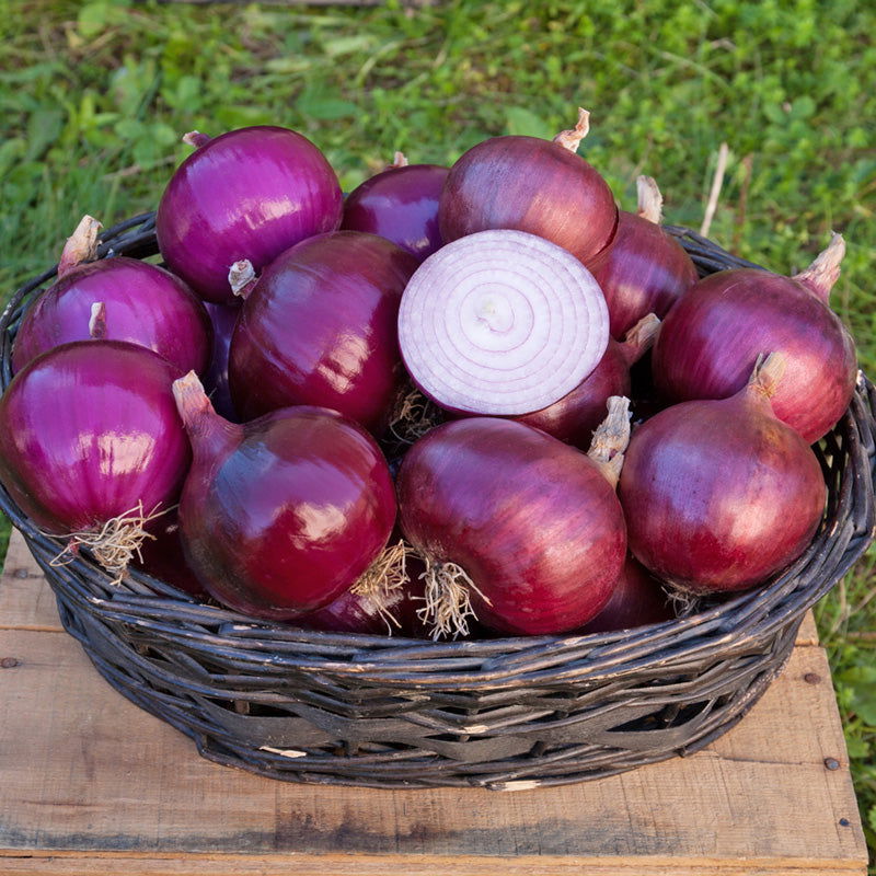 Cabernet Onion Seeds (Organic) - Blessings Grow Meadows