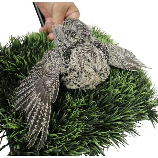 Fertile calico quail hatching eggs from Quailz.com, showing smooth, speckled shells ideal for incubation and breeding.