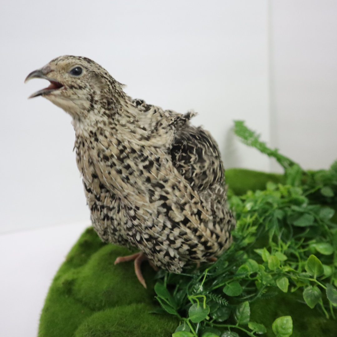 Calico quail hatching eggs from Quailz.com, fertile eggs perfect for incubation and breeding quail.