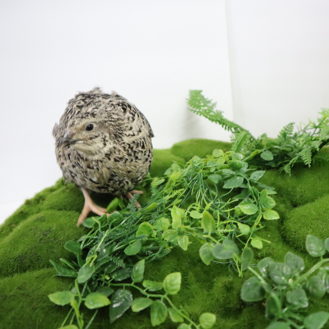 Fertile calico quail hatching eggs in a carton, suitable for incubation, from Quailz.com by Undique LLC.