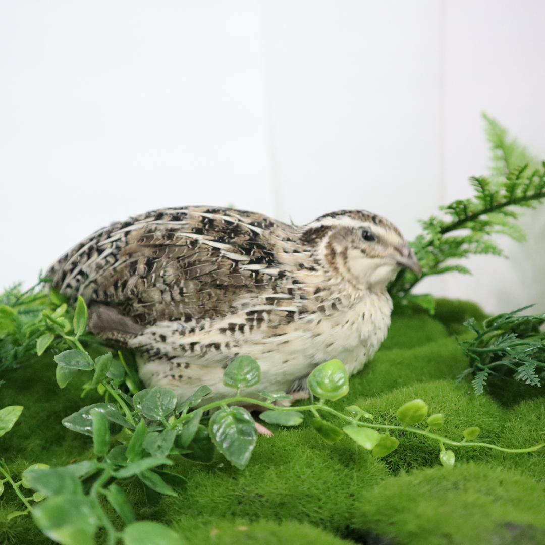 Calico quail hatching eggs from Quailz.com showing smooth, speckled shells, ideal for incubation and breeding.