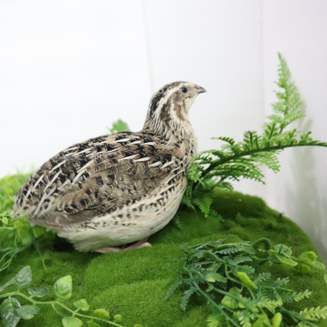 Three fertile calico quail hatching eggs from Quailz.com by Undique LLC, smooth eggs with colorful calico pattern on white shells.