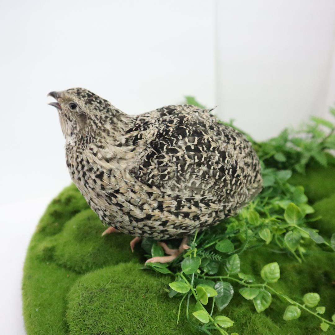 Calico quail hatching eggs from Quailz.com, fertile eggs for incubation with distinctive calico coloration and smooth shells.