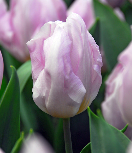 Bright yellow Candy Prince single early tulip bulbs from BloomingBulb ready for planting in spring garden.
