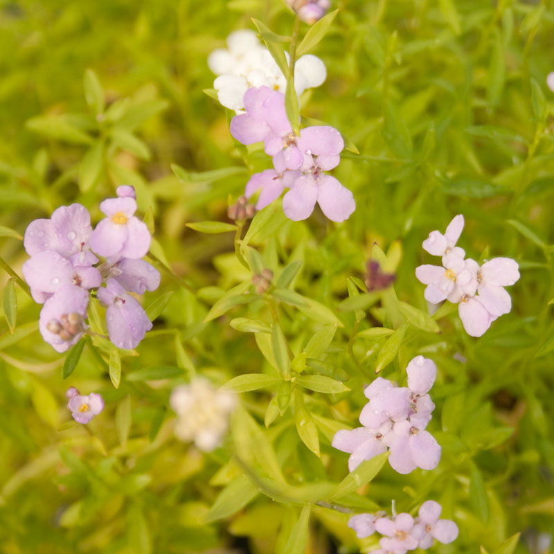 Candytuft, Dwarf (pack) - Blessings Grow Meadows