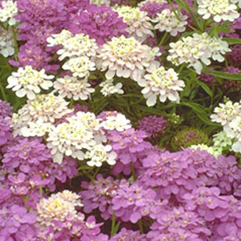 Candytuft, Dwarf (pack) - Blessings Grow Meadows