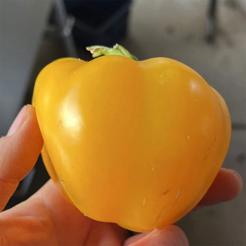 Capriglio Amarillo Sweet Pepper Seeds - Blessings Grow Meadows -