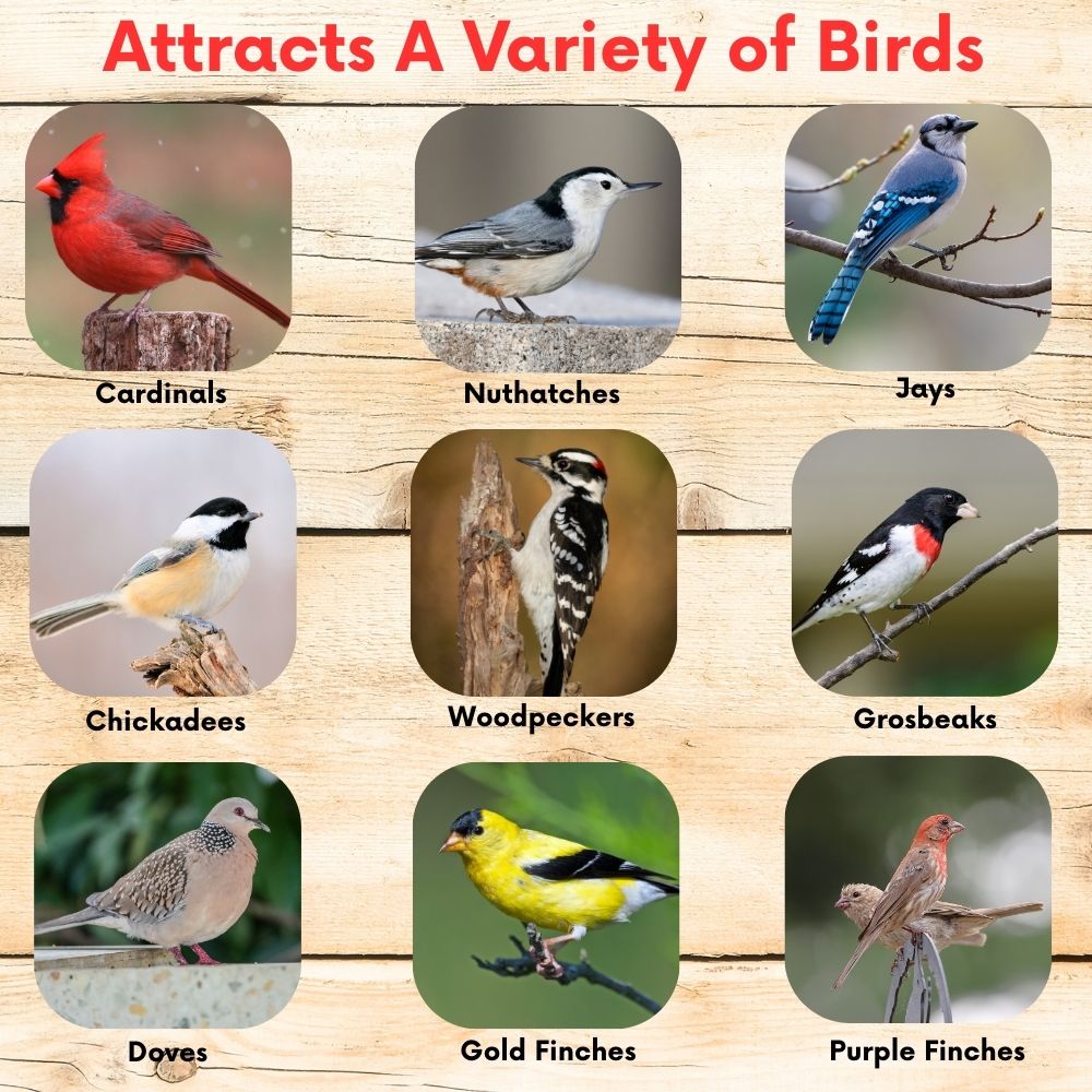 Black oil sunflower seed mix in a bird feeder with cardinals feeding, ideal for wild birds, from Flawn Seed Kits.