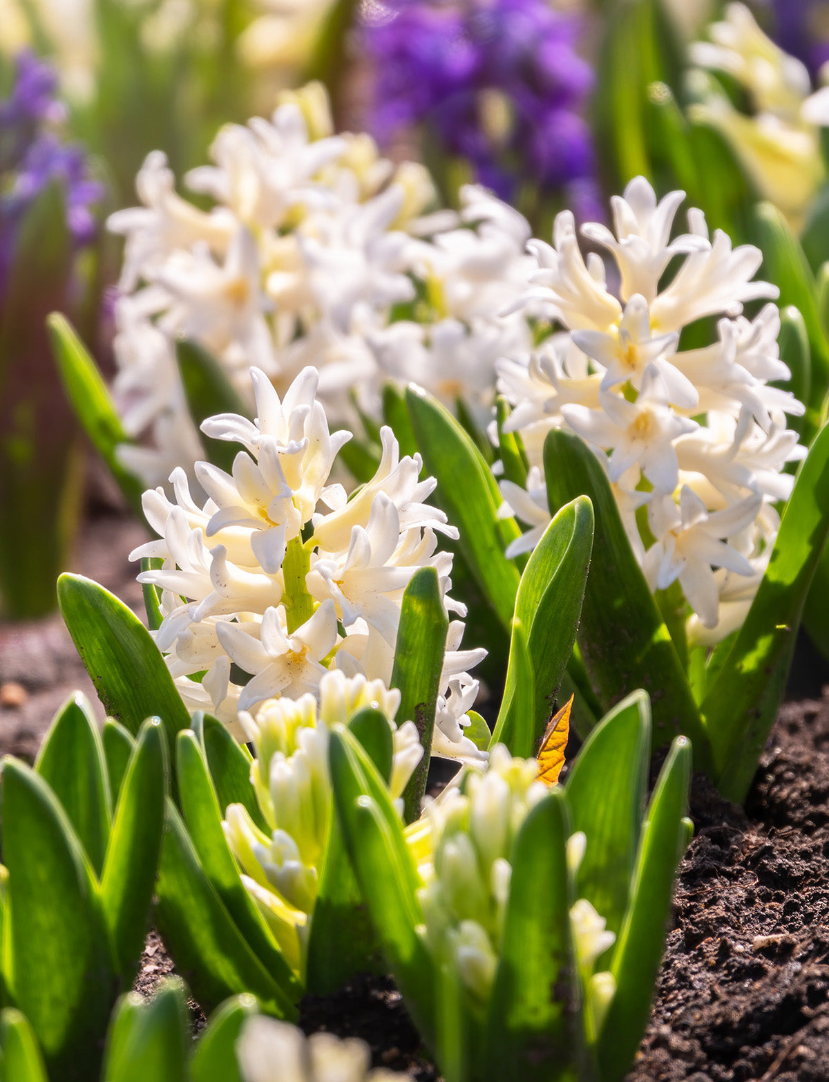 Carnegie Hyacinth - 10 bulbs