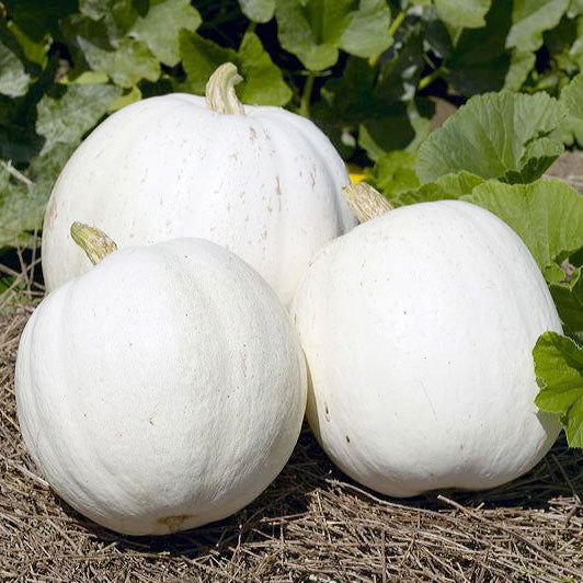 Casper Pumpkin Seeds (Organic) - Blessings Grow Meadows