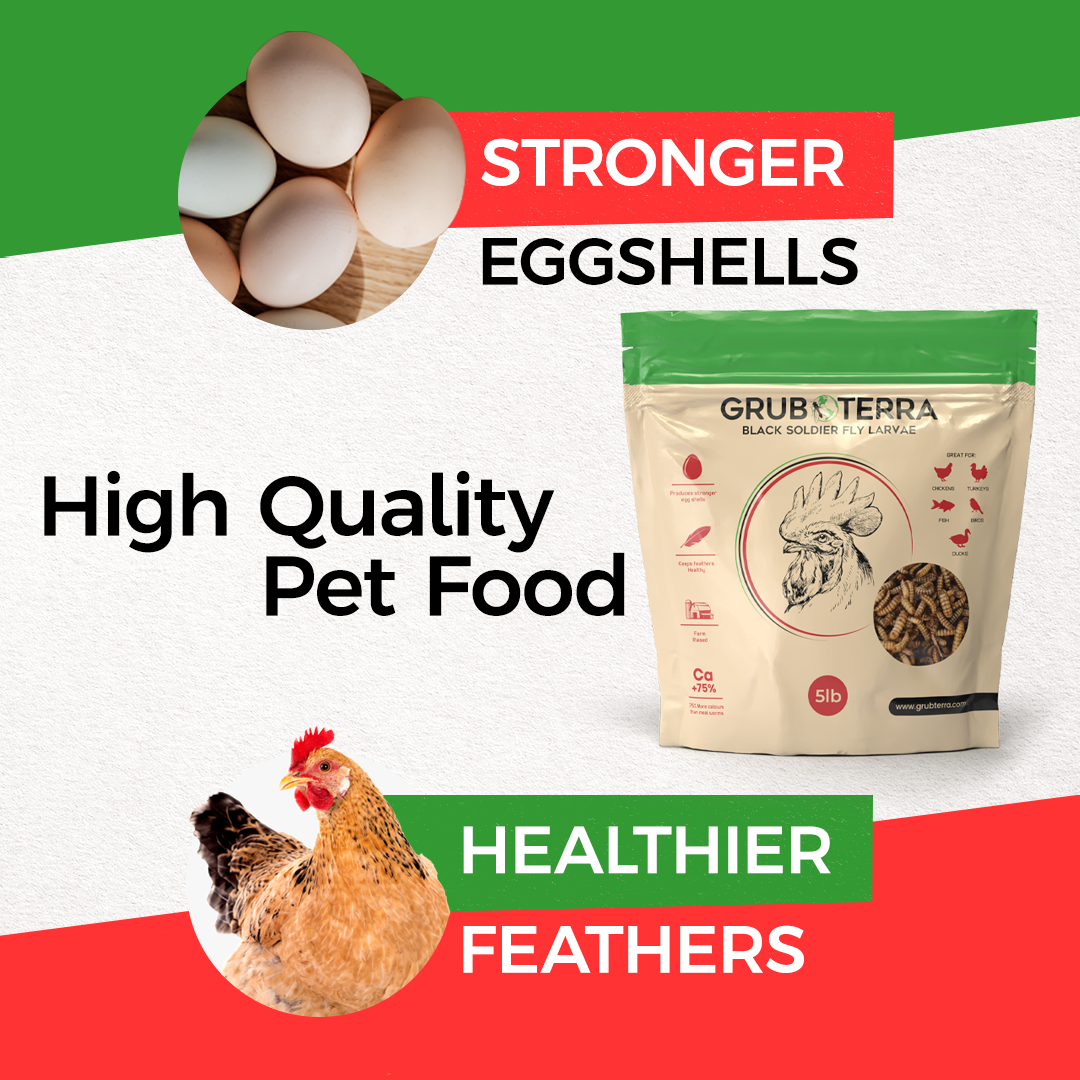 A bag of GrubTerra Dried Black Soldier Fly Larvae 10lb by GrubTerra is pictured between eggs labeled Stronger Eggshells and a chicken labeled Healthier Feathers, with the text High Quality Chicken Feed.