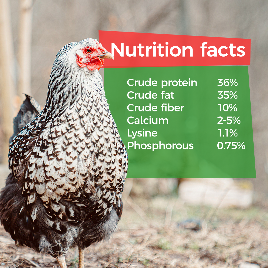 A chicken stands outdoors by a GrubTerra sign listing nutrition facts for GrubTerra Dried Black Soldier Fly Larvae 10lb: crude protein 36%, fat 35%, fiber 10%, calcium 2-5%, lysine 1.1%, phosphorus 0.75%.