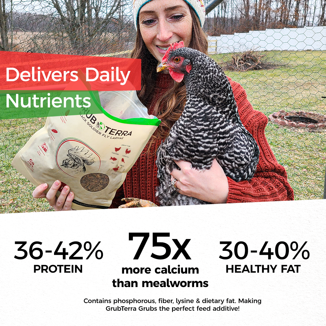 A smiling woman in a knit hat and sweater holds a black-and-white chicken outdoors, next to GrubTerra Dried Black Soldier Fly Larvae 10lb—a natural GrubTerra feed high in protein, calcium, and healthy fats.