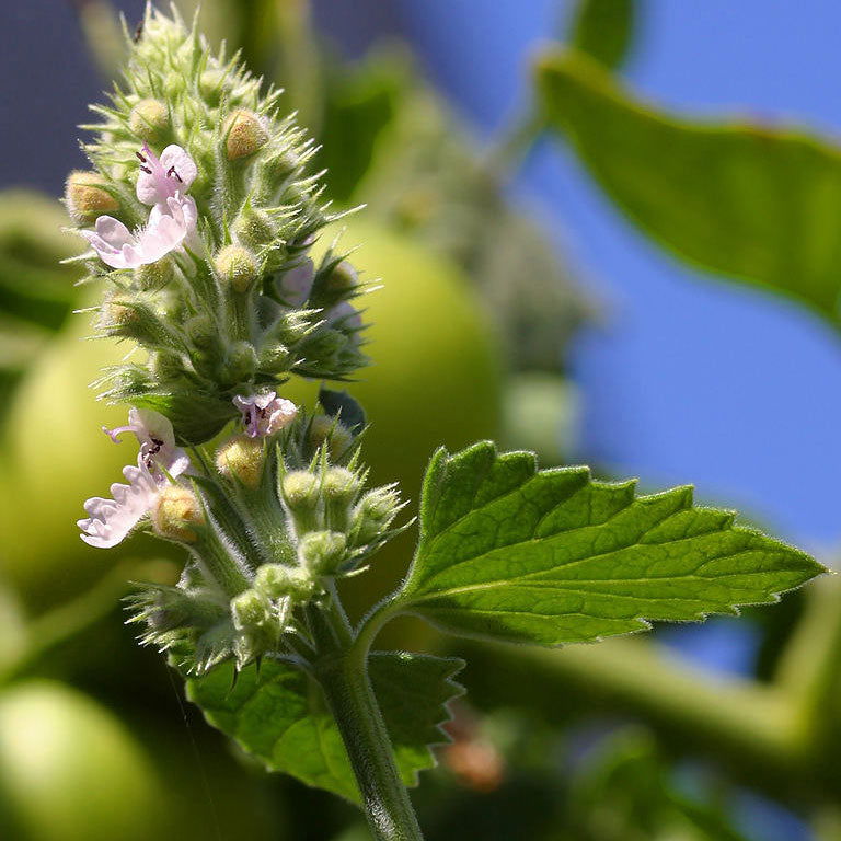 Catnip Seeds (Organic) - Blessings Grow Meadows