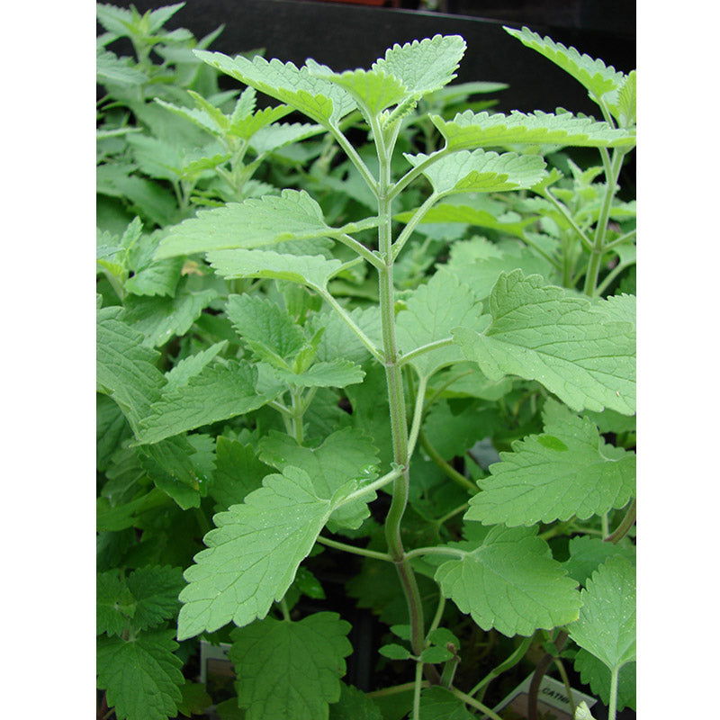 Catnip Seeds (Organic) - Blessings Grow Meadows