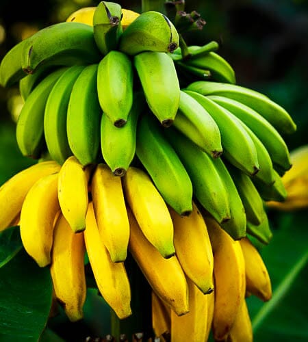 Cavendish Dwarf Banana Plant - Blessings Grow Meadows -