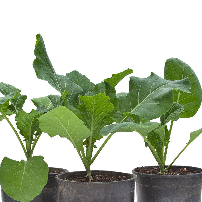 Champion Collard Green Seeds (Organic) - Blessings Grow Meadows