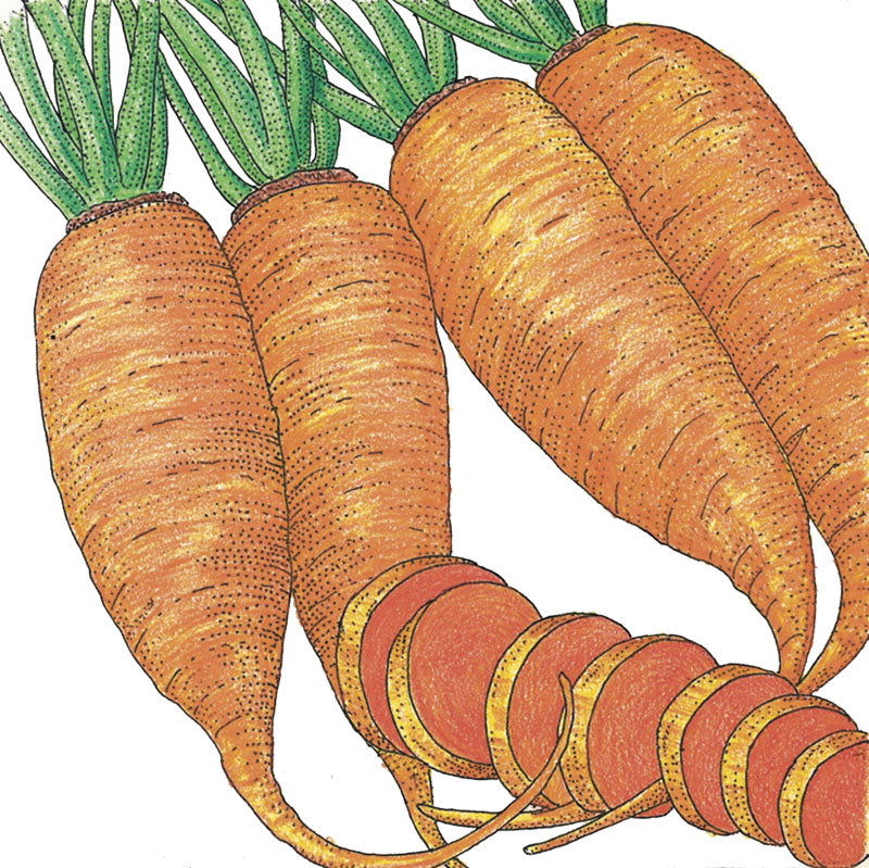 Chantenay Carrot Seeds (Organic) - Blessings Grow Meadows