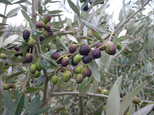 Chemlali Olive Tree - Blessings Grow Meadows -
