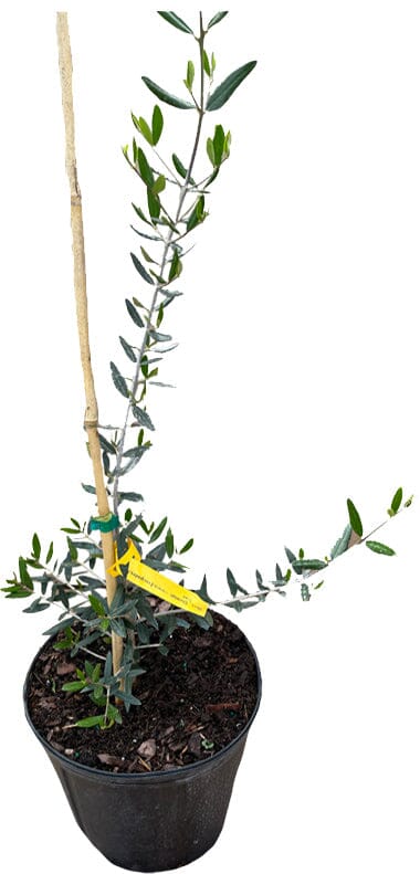 Chemlali Olive Tree - Blessings Grow Meadows -