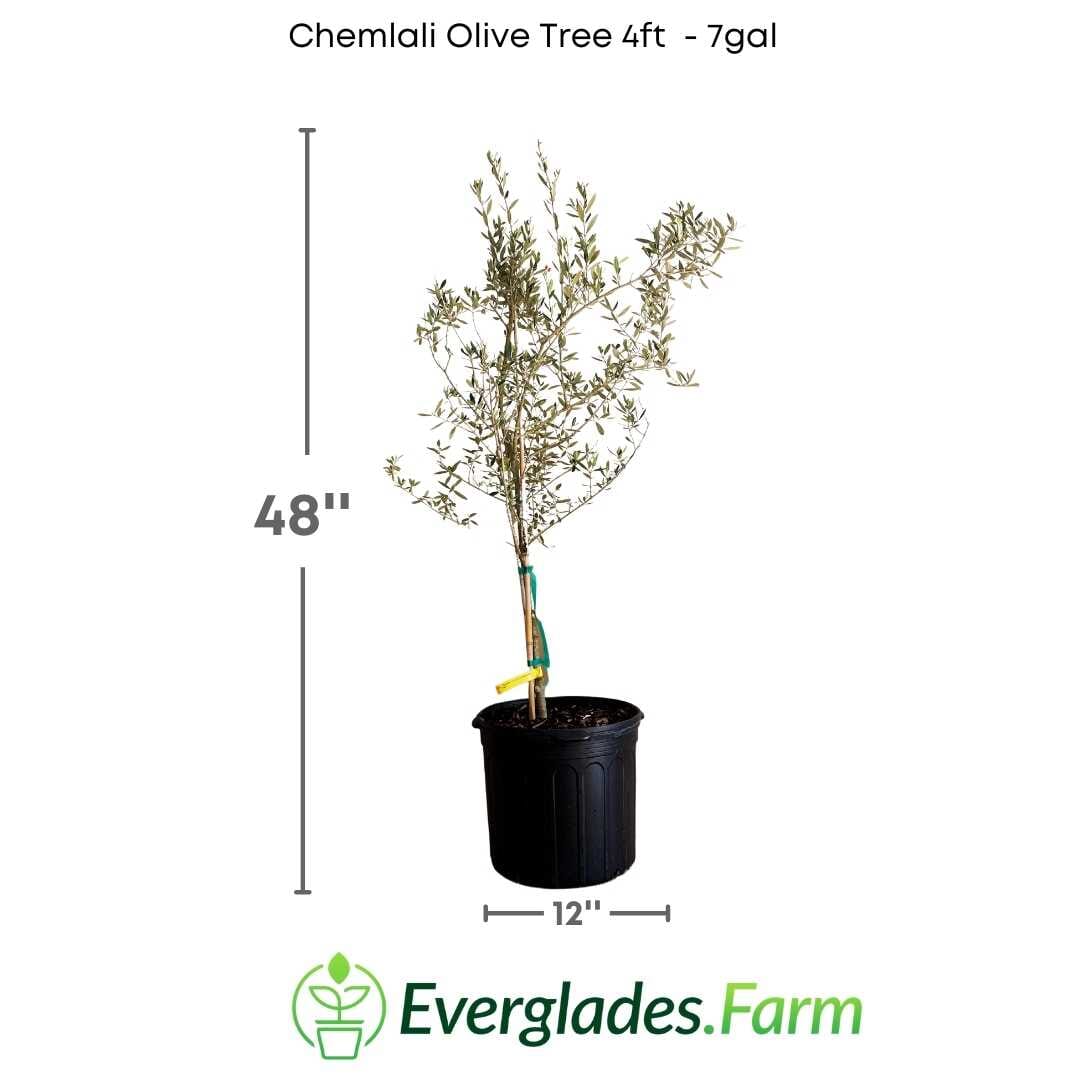 Chemlali Olive Tree - Blessings Grow Meadows -