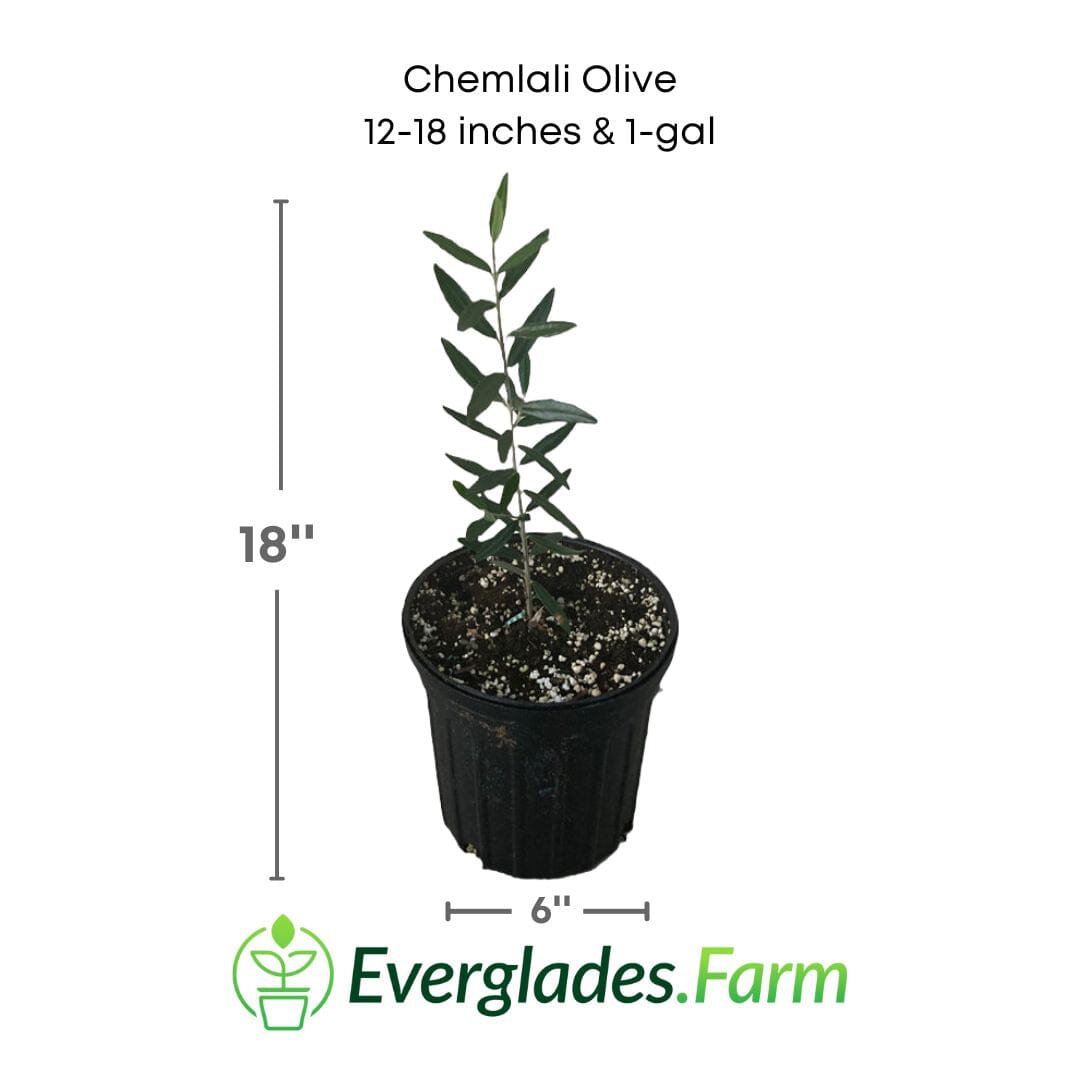 Chemlali Olive Tree - Blessings Grow Meadows -