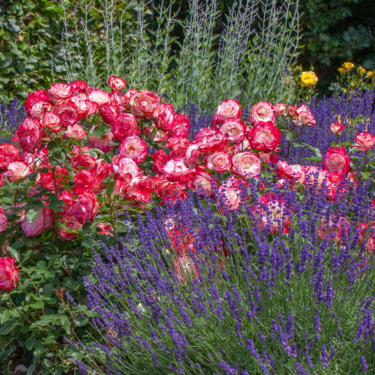 Cherry Parfait Grandiflora rose plant in a 1.5-gallon pot, vibrant red blossoms, lush green foliage, healthy and well-grown.