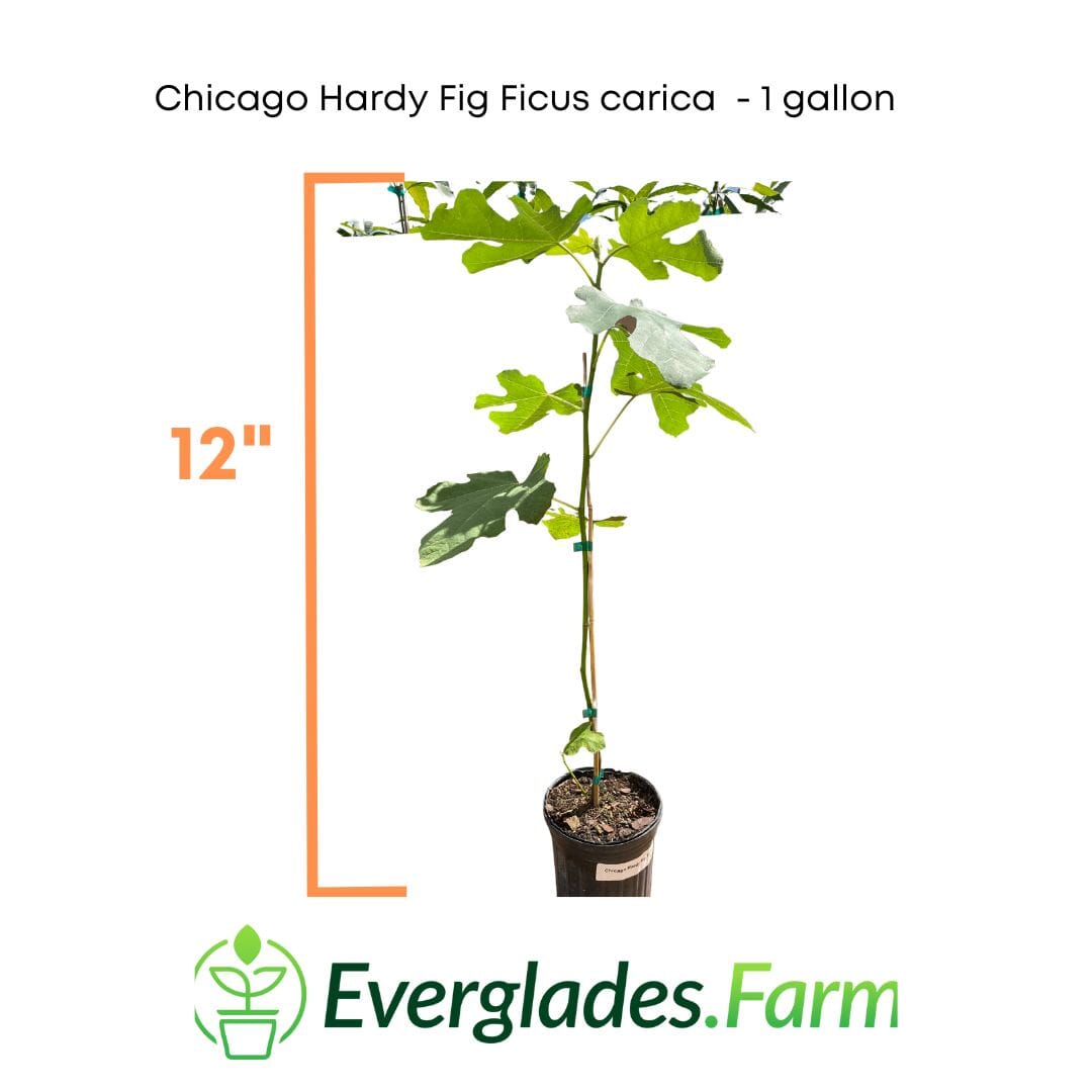 Chicago Hardy Fig Ficus carica - Blessings Grow Meadows -
