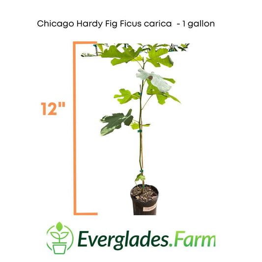 Chicago Hardy Fig Ficus carica - Blessings Grow Meadows -