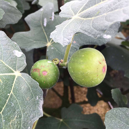 Chicago Hardy Fig Ficus carica - Blessings Grow Meadows -