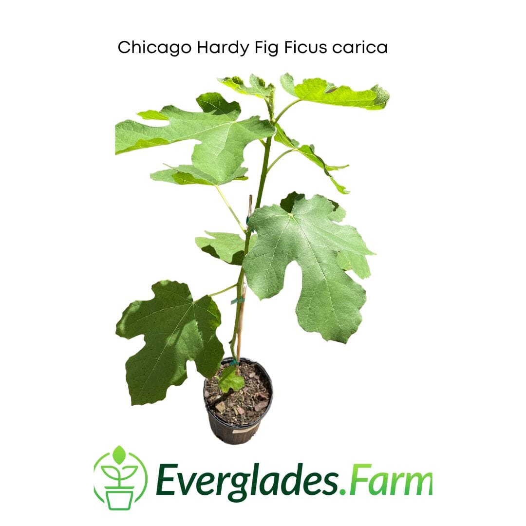 Chicago Hardy Fig Ficus carica - Blessings Grow Meadows -