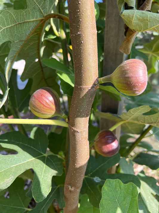 Olympia Hardy Fig plugs from The Farm On Central showing vibrant, ripe figs with textured skin and lush green foliage.