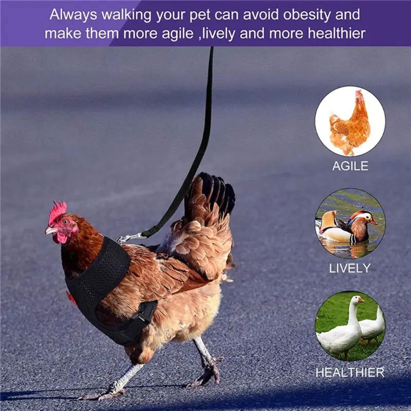 Chicken Harness with Leash Adjustable Chicken Leash for Hens Duck Puppy Breathable Comfortable Pet Harness 3 Sizes Y5GB - Blessings Grow Meadows -