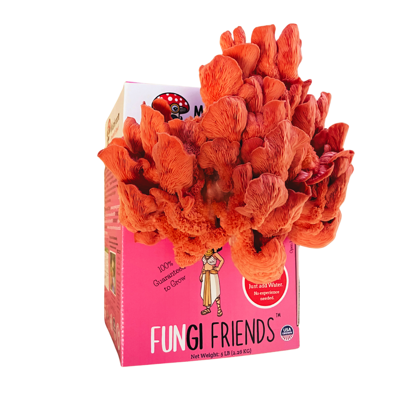 Cleopashrooma - Pink Oyster Mushroom Grow Kit - 5 LBS (with box) - Blessings Grow Meadows