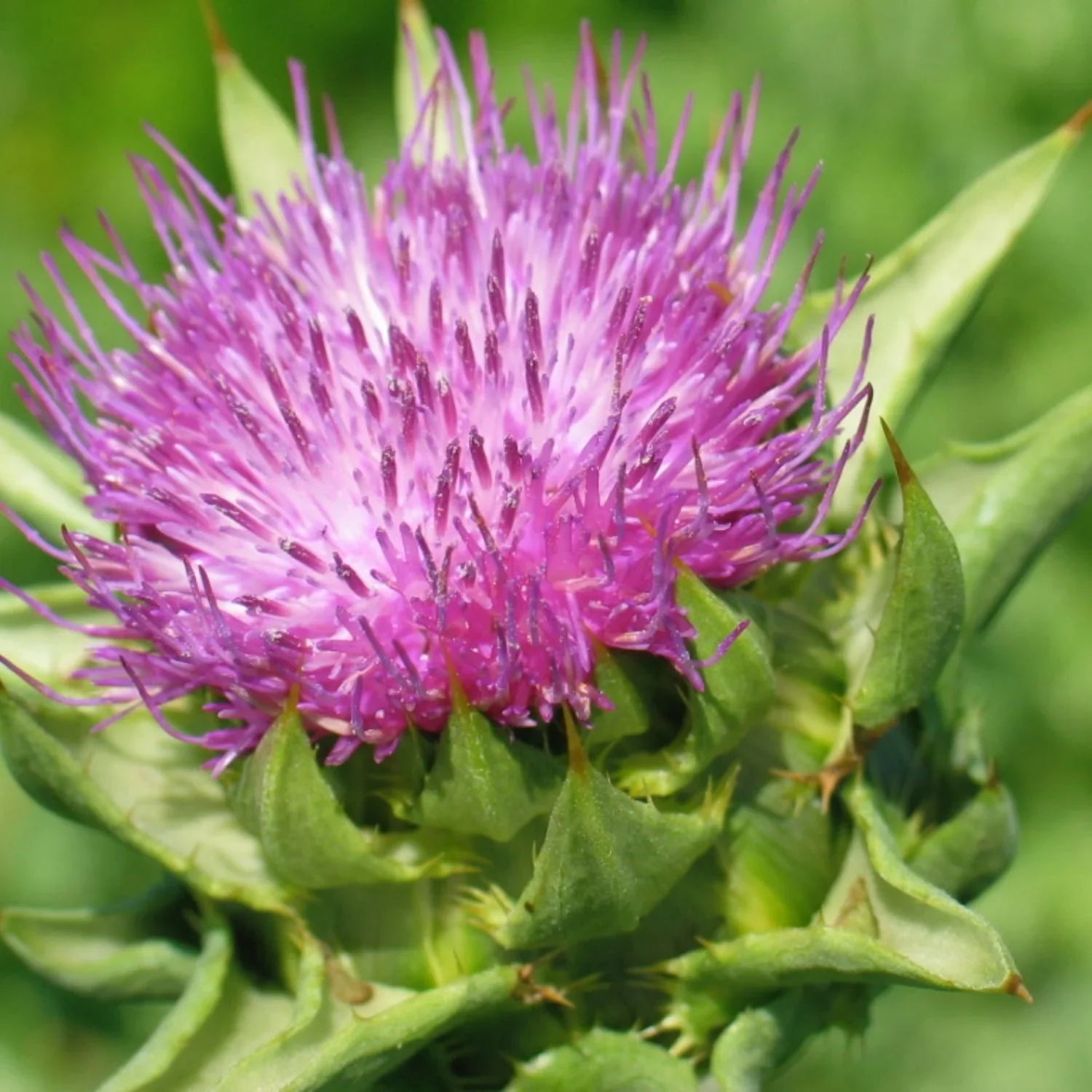 Close-up of a purple milk thistle flower with green leaves, representing Herb Pharm's liver support supplement.
