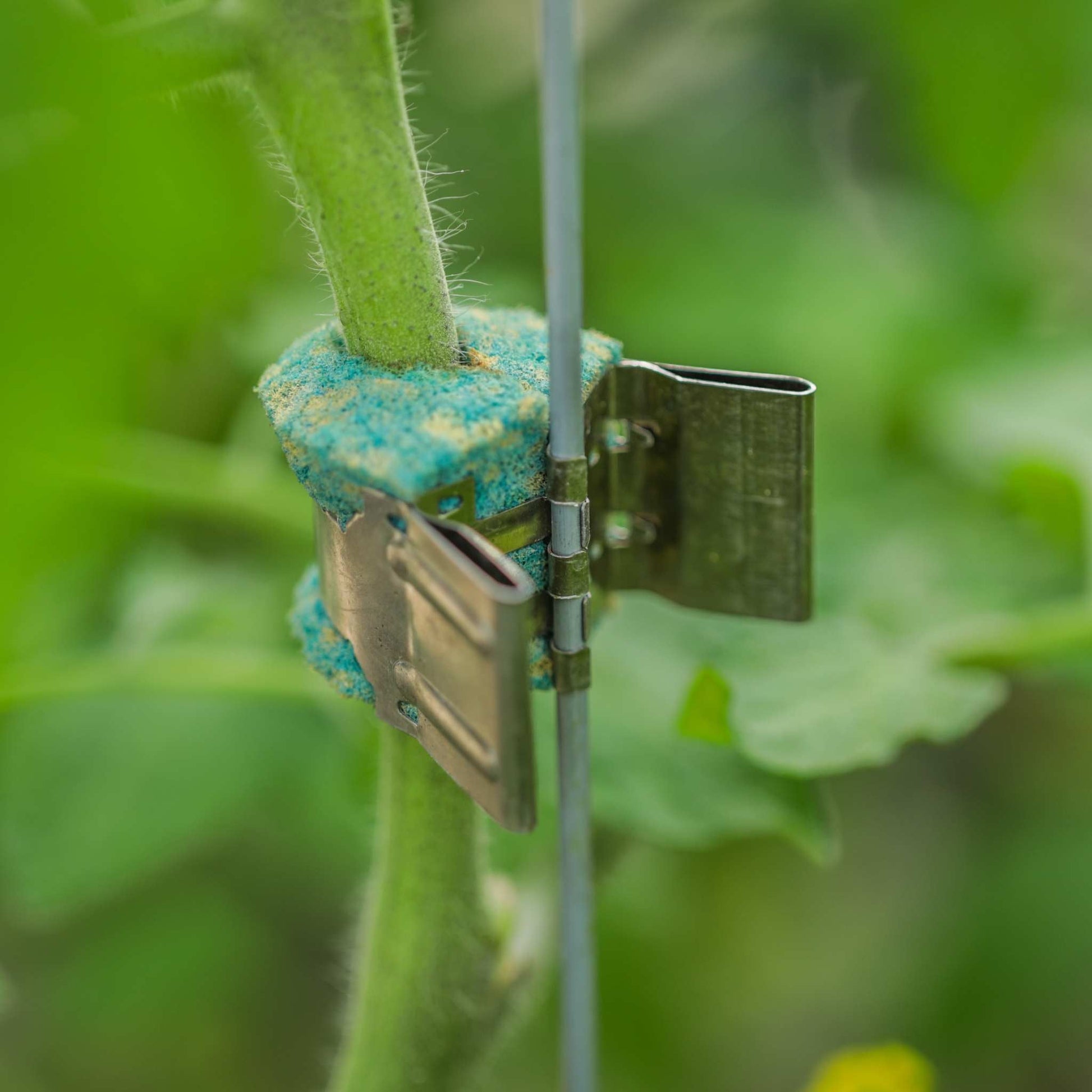 Qlipr Trellising System - Blessings Grow Meadows