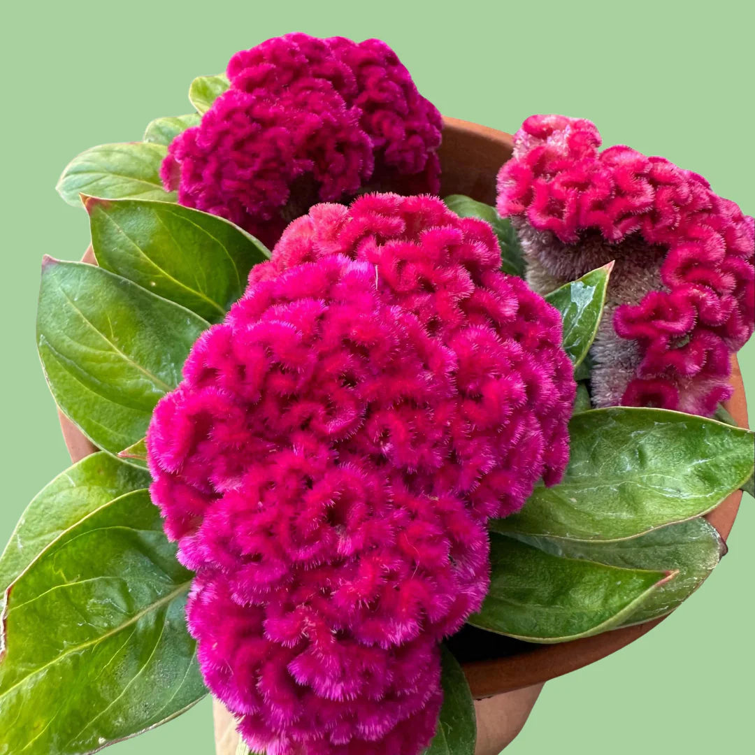 雞冠花「粉紅佳人」種子