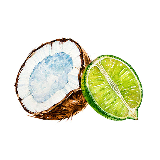 A watercolor of a halved coconut and green lime on white evokes the fresh, zesty aroma of Rustic Strength’s Coconut & Lime EO / FO Blend—ideal for aromatherapy.