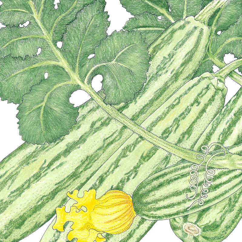 Cocozelle Summer Squash Seeds (Organic) - Blessings Grow Meadows