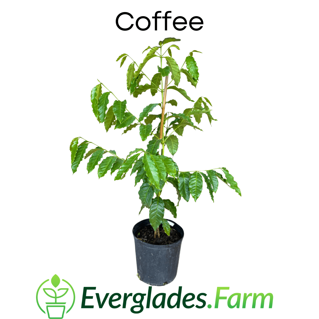 Coffee Plant - Blessings Grow Meadows -