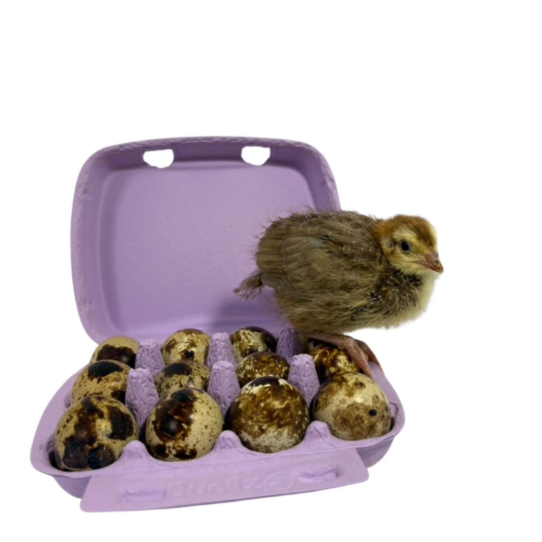 Colorful mix of jumbo quail hatching eggs from Quailz.com, showcasing vibrant fun colors and smooth shells.
