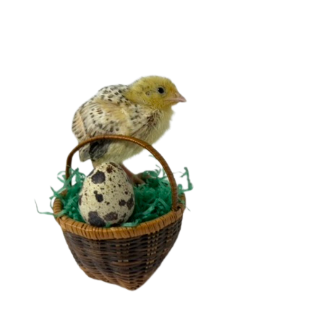 Colorful mix of jumbo quail hatching eggs from Quailz.com by Undique LLC, showcasing vibrant fun colors for hatching.