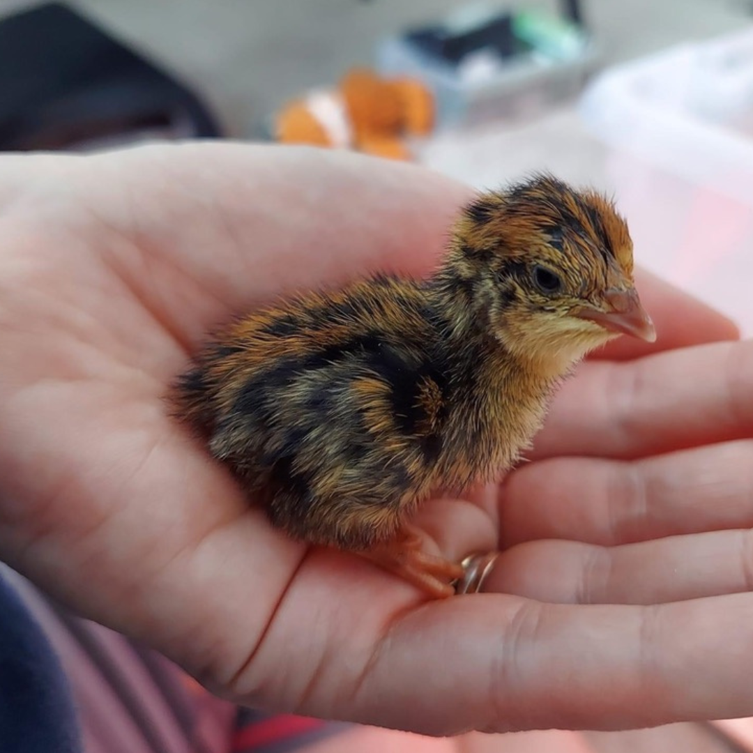 Color mix of jumbo quail hatching eggs from Quailz by Undique LLC, featuring vibrant, fun colors for breeding or incubation.