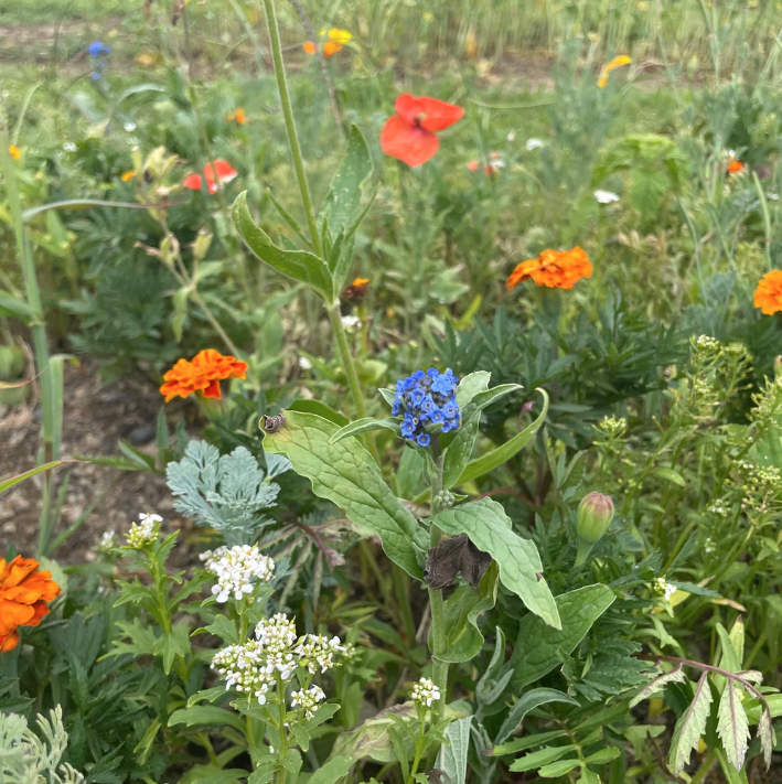 Colorscape Wildflower Mix Seed Shaker - Blessings Grow Meadows -